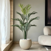 Areca Palm Tree