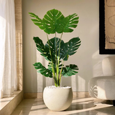 Monstera Plant