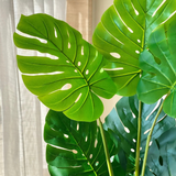 Monstera Plant