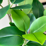 Rubber Plant