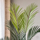 Areca Palm Tree