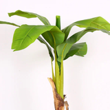 Banana Grove Plant
