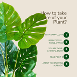 Monstera Plant