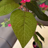 Artificial Lush Rani Pink Bougainvillea Tree 🌺✨- 6 FT