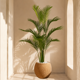🌴✨ Luxurious & Rich Premium Areca Palm Tree - 5ft