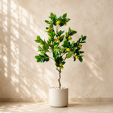 When life gives you Lemon Tree 🍋✨: Buy it! - 4 ft