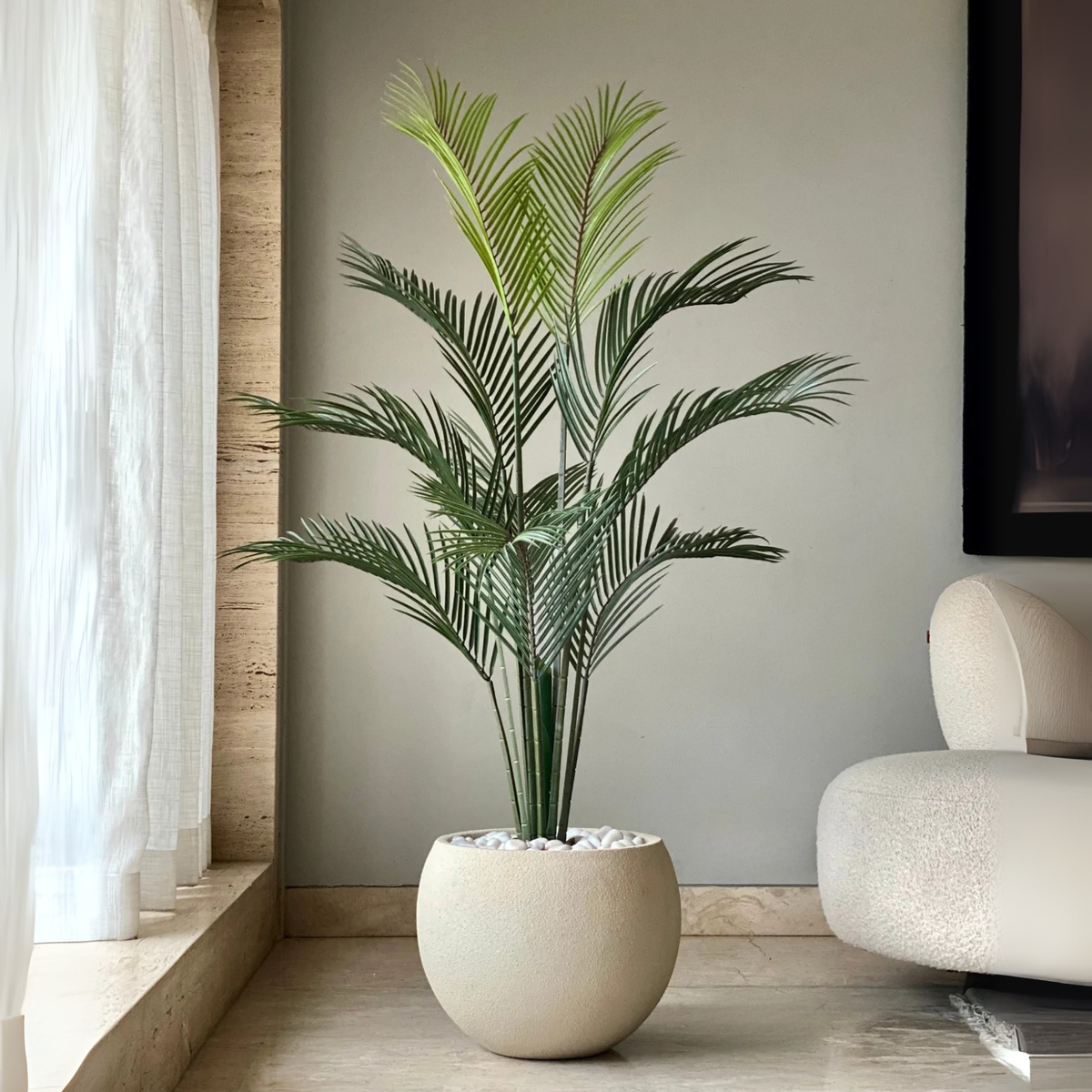 Areca Palm Tree
