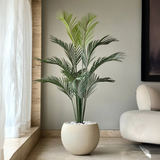 Areca Palm Tree