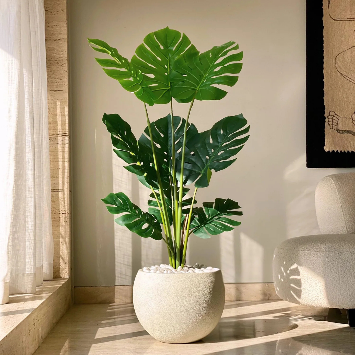 Monstera Plant