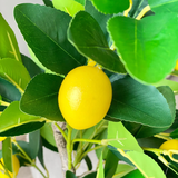 Lemon tree