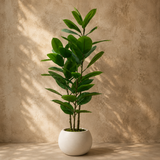 Rubber Plant / Ficus Elastica 🌿 - 28 Leaves - 4 FT
