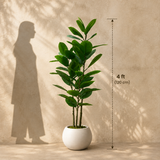 Rubber Plant / Ficus Elastica 🌿 - 28 Leaves - 4 FT