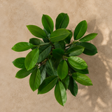 Rubber Plant / Ficus Elastica 🌿 - 28 Leaves - 4 FT