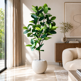 Rubber Plant / Ficus Elastica 🌿 - 42 Leaves - 4FT