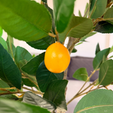 When life gives you Lemon Tree 🍋✨:  Buy it! - 4 ft